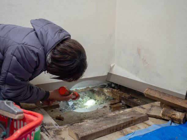 Best Crawl Space Mold Remediation  in Minturn, CO