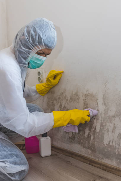 Reliable Minturn, CO Mold Removal Solutions
