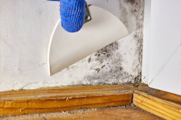 Best Mold Damage Restoration  in Minturn, CO
